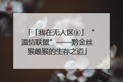 「我在无人区⑧」“温情联盟”——黔金丝猴雌猴的生存之道