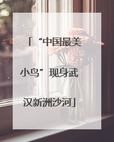 “中国最美小鸟”现身武汉新洲沙河