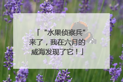 “水果侦察兵”来了，我在六月的威海发现了它！