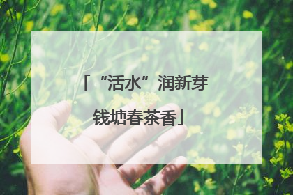 “活水”润新芽 钱塘春茶香