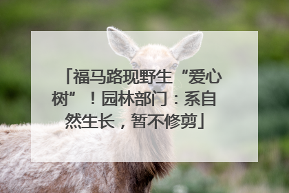 福马路现野生“爱心树”！园林部门：系自然生长，暂不修剪