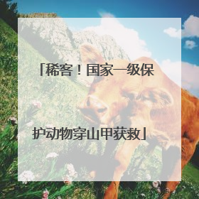 稀客！国家一级保护动物穿山甲获救