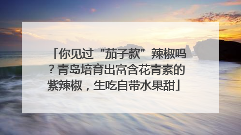 你见过“茄子款”辣椒吗？青岛培育出富含花青素的紫辣椒，生吃自带水果甜