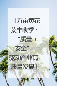万亩黄花菜丰收季：“质量 + 安全” 驱动产业高质量发展