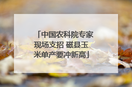 中国农科院专家现场支招 磁县玉米单产要冲新高