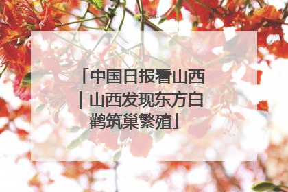 中国日报看山西｜山西发现东方白鹳筑巢繁殖