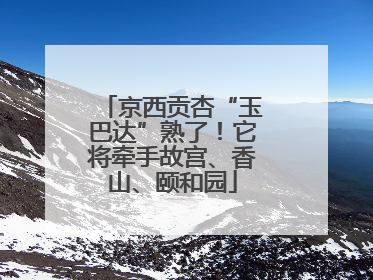 京西贡杏“玉巴达”熟了！它将牵手故宫、香山、颐和园