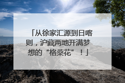 从徐家汇源到日喀则，沪藏两地开满梦想的“格桑花”！