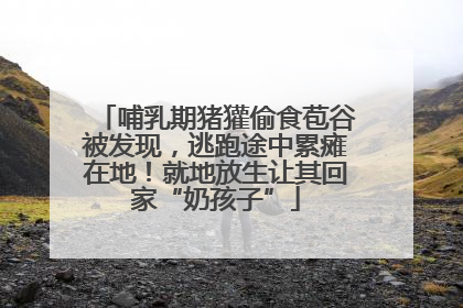哺乳期猪獾偷食苞谷被发现，逃跑途中累瘫在地！就地放生让其回家“奶孩子”