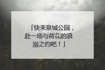 快来泉城公园，赴一场与荷花的浪漫之约吧！