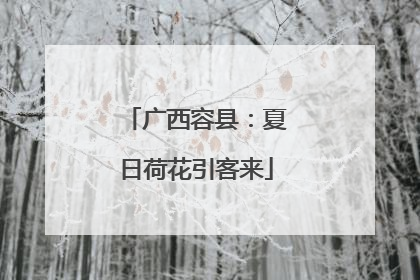 广西容县：夏日荷花引客来