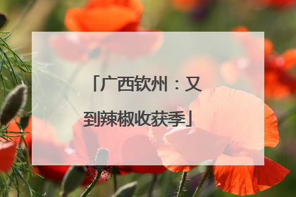 广西钦州：又到辣椒收获季