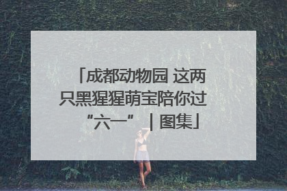 成都动物园 这两只黑猩猩萌宝陪你过“六一”｜图集