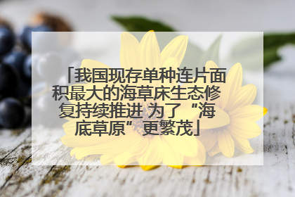 我国现存单种连片面积最大的海草床生态修复持续推进 为了“海底草原”更繁茂