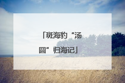 斑海豹“汤圆”归海记