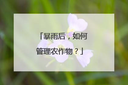 暴雨后，如何管理农作物？