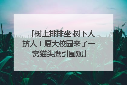 树上排排坐 树下人挤人！厦大校园来了一窝猫头鹰引围观