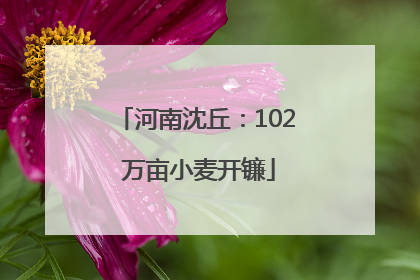 河南沈丘：102 万亩小麦开镰