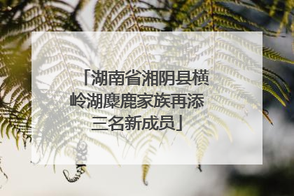 湖南省湘阴县横岭湖麋鹿家族再添三名新成员