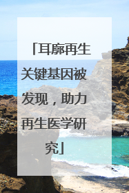 耳廓再生关键基因被发现，助力再生医学研究