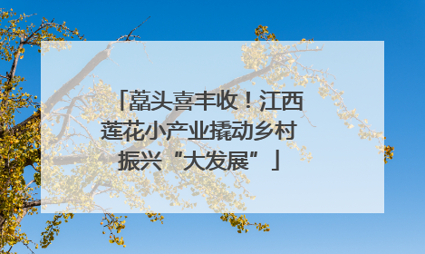 藠头喜丰收！江西莲花小产业撬动乡村振兴“大发展”