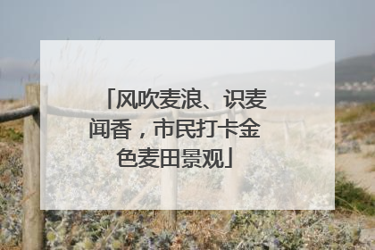 风吹麦浪、识麦闻香，市民打卡金色麦田景观