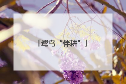 鹭鸟“伴耕”