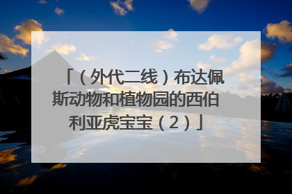 （外代二线）布达佩斯动物和植物园的西伯利亚虎宝宝（2）