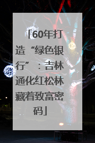 60年打造“绿色银行”：吉林通化红松林藏着致富密码